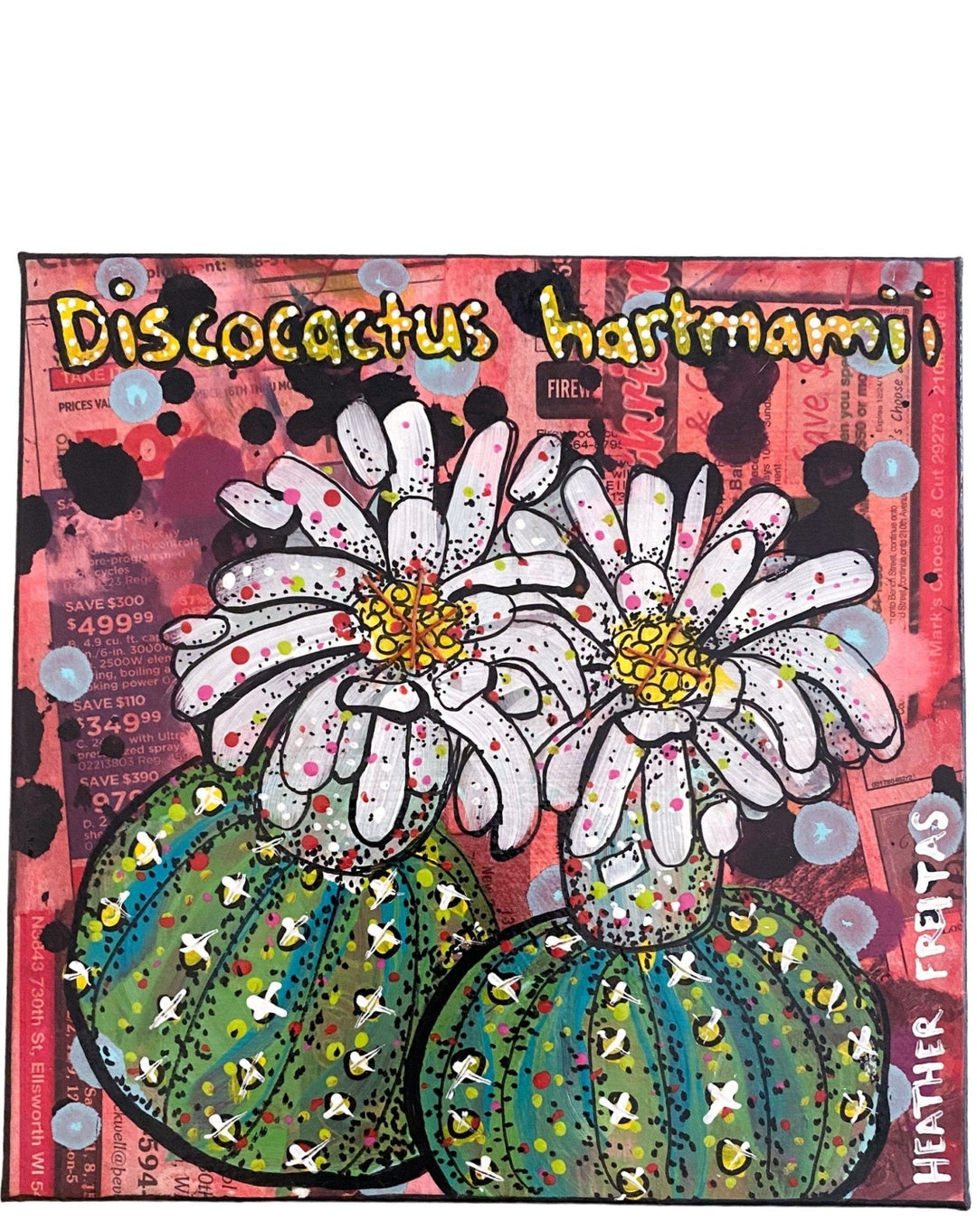 Discocatus Hartmamii Cactus - Heather Freitas