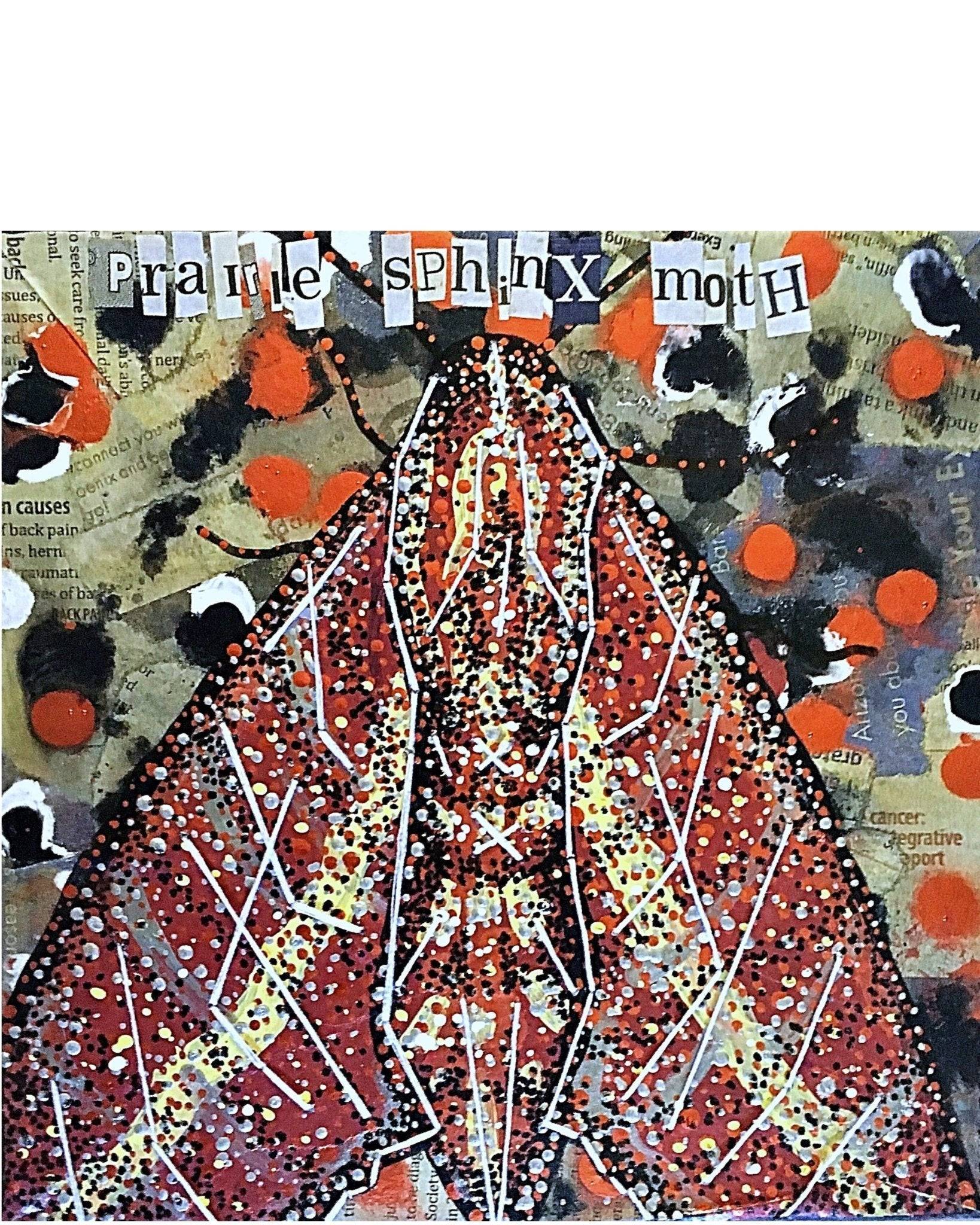 Prairie Phhinx Moth - Heather Freitas