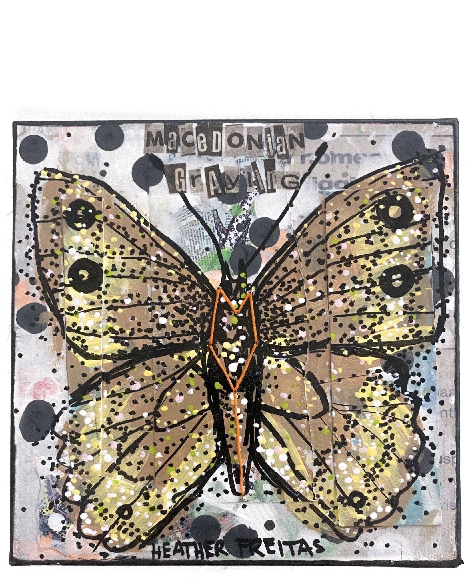 Pseudochazara Cingovskii (CR) Macedonian Grayling - Heather Freitas