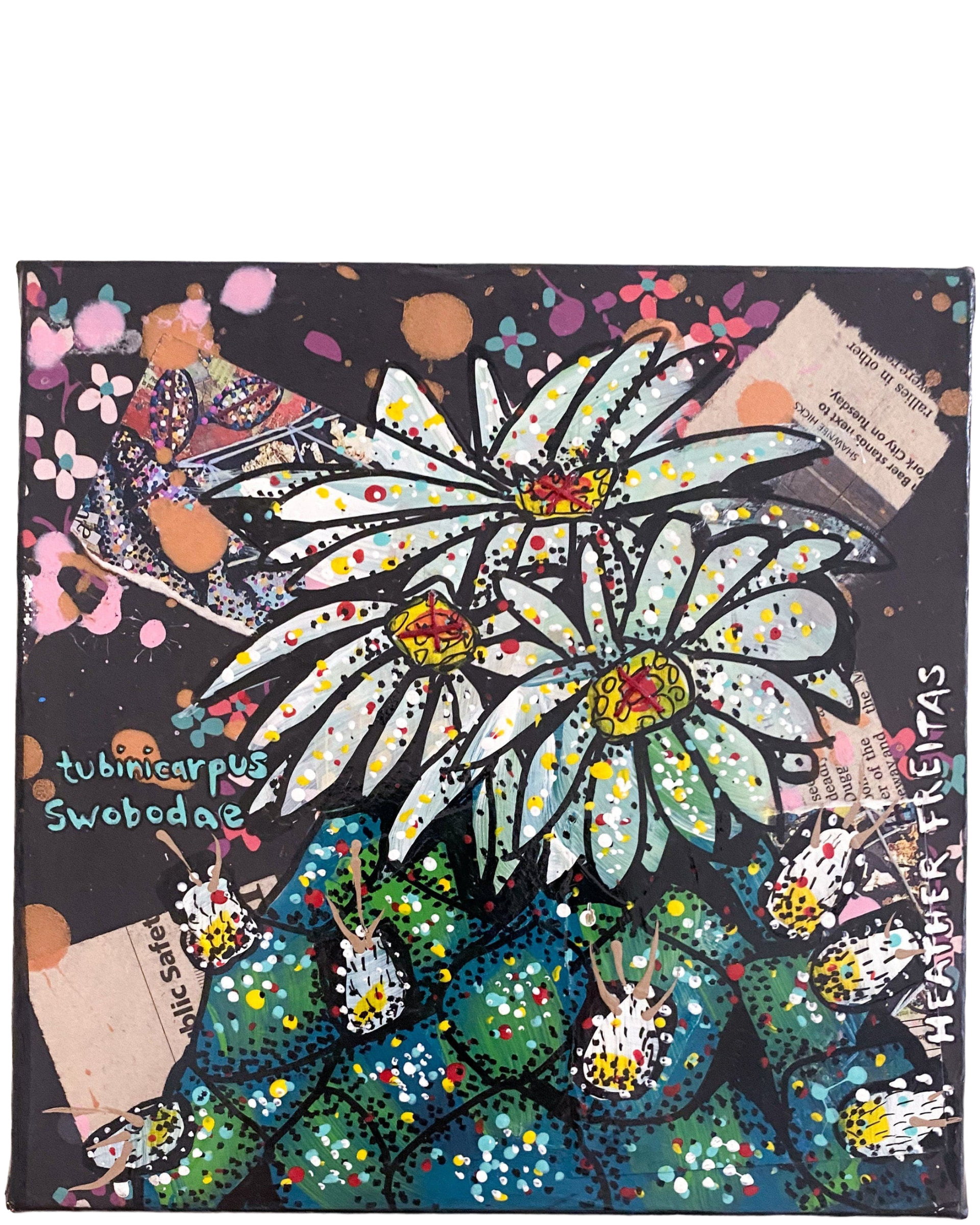 Tubinicarpus Swobodae Cactus - Heather Freitas