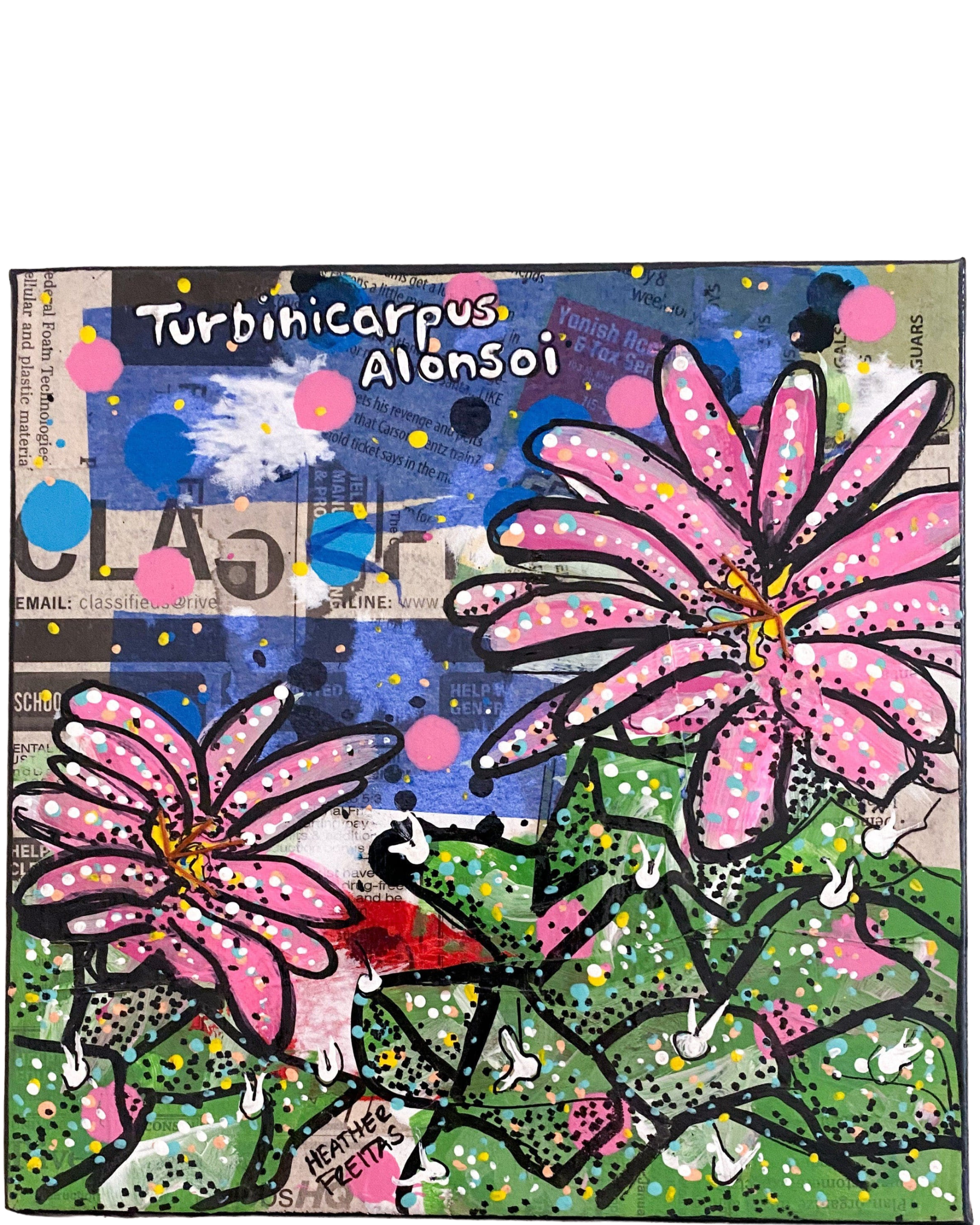 Turbinicarpus Alonsoi Cactus - Heather Freitas