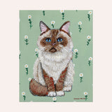 Ragdoll Cat Fine Art Paper Print