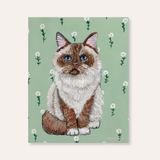 Ragdoll Cat Paper Print