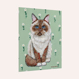 Ragdoll Cat Fine Art Paper Print