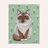 Ragdoll Cat Fine Art Paper Print