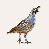 Quail Sticker