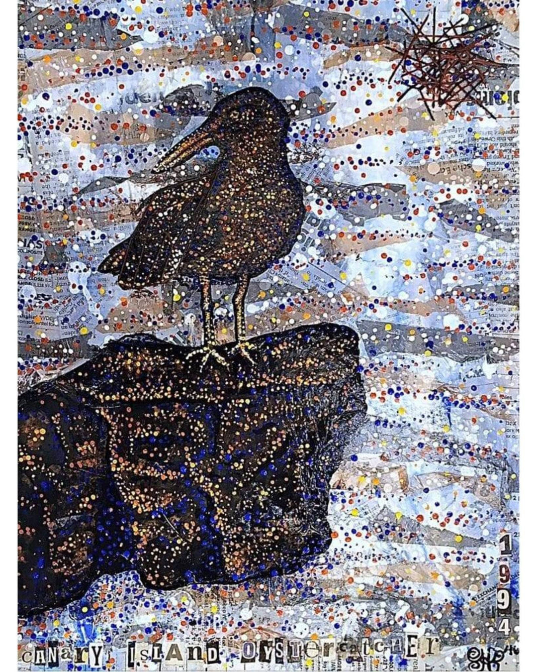 Canary Island Oystercatcher - Heather Freitas 