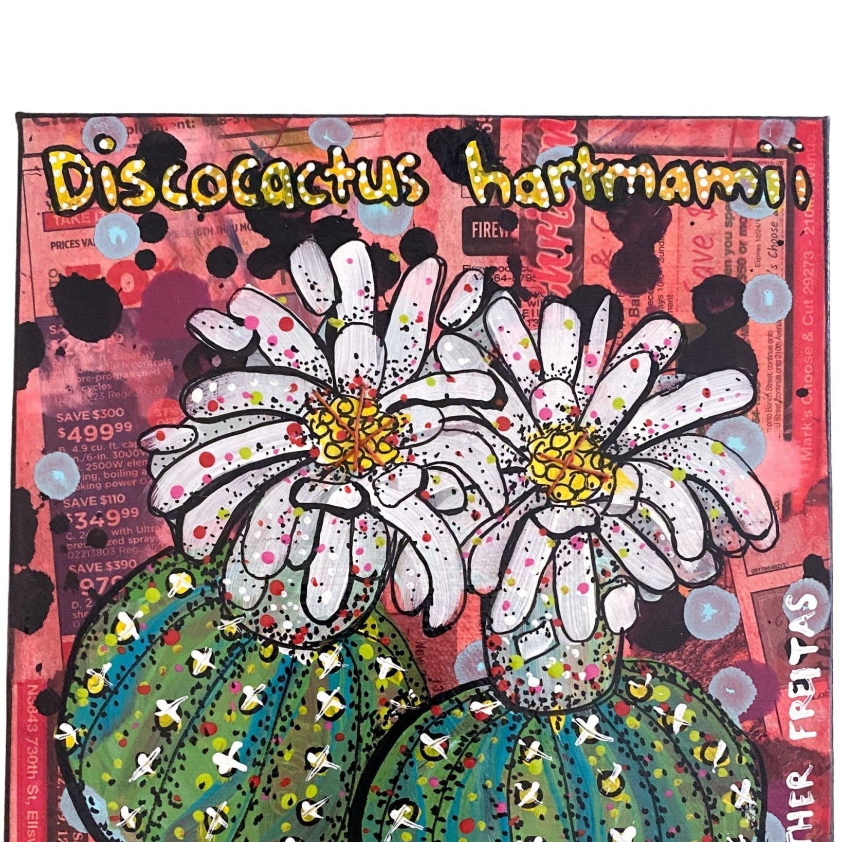 Discocatus Hartmamii Cactus - Heather Freitas - fine art home deccor