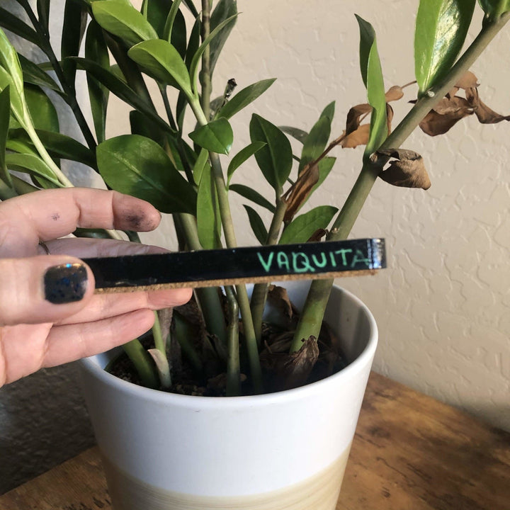 Hand Painted Original Coaster - Vaquita Heather Freitas 