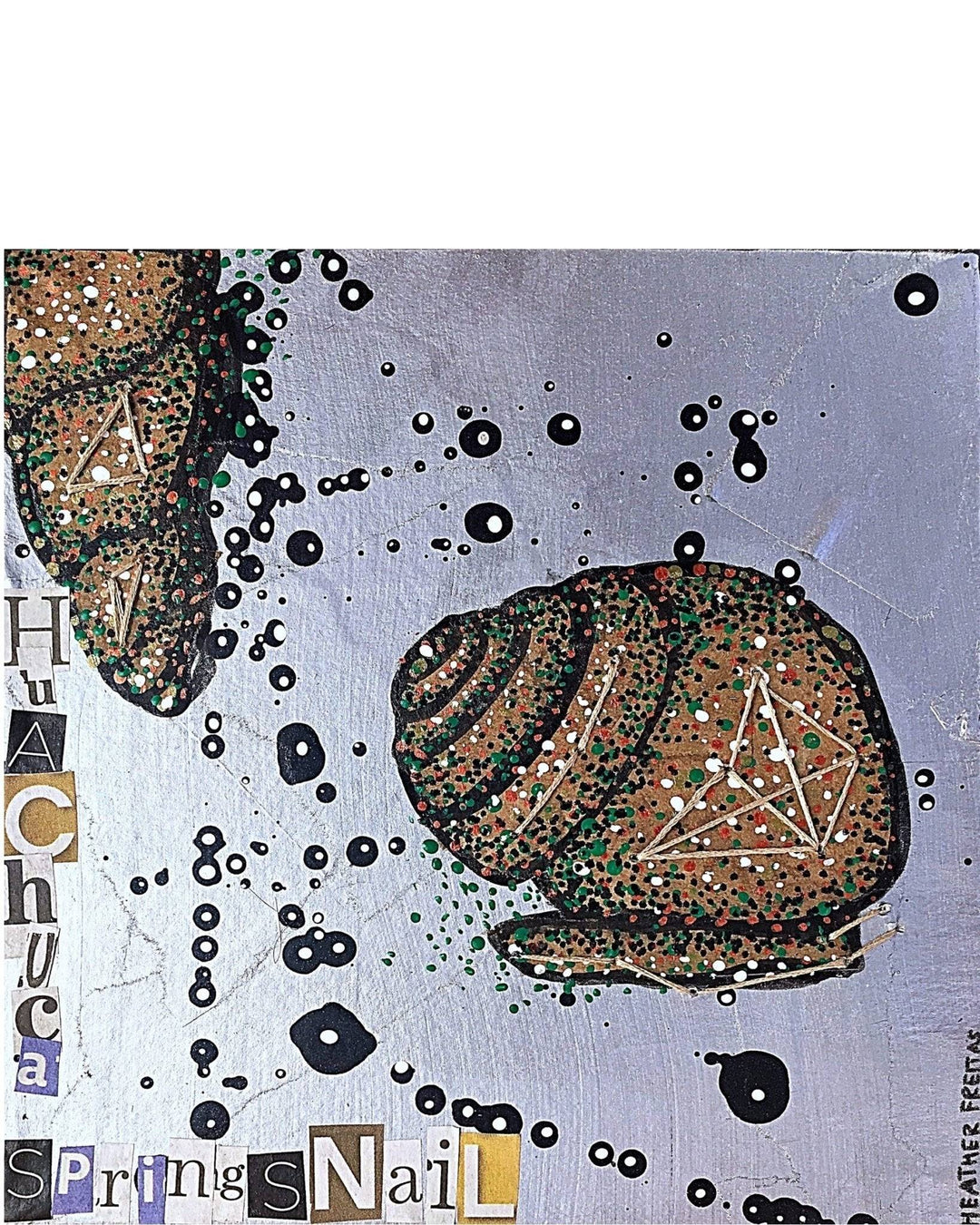 Huachuca Springsnail - Heather Freitas 
