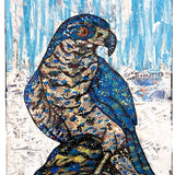Northern Goshawk - Heather Freitas 