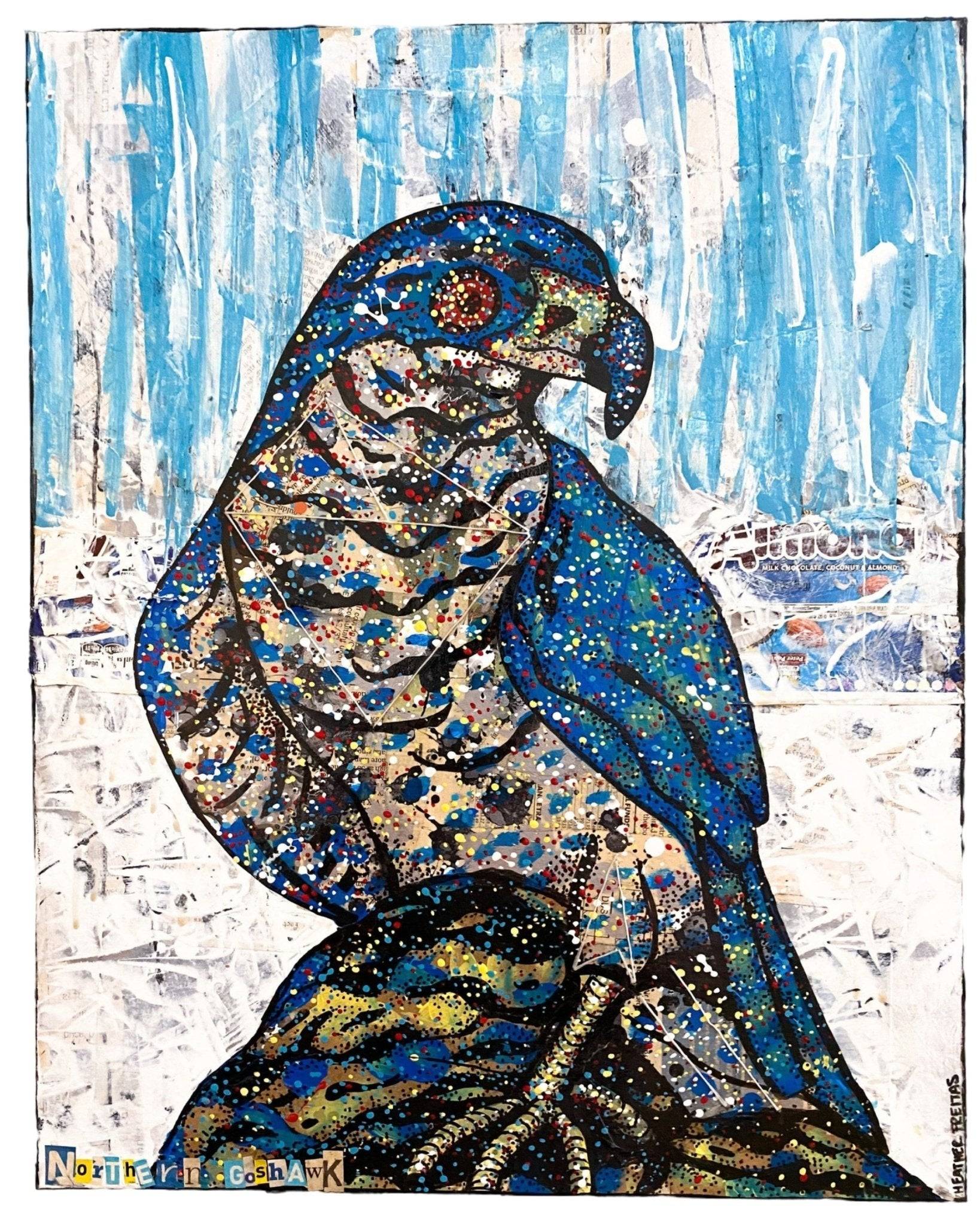 Northern Goshawk - Heather Freitas 