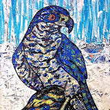 Northern Goshawk Heather Freitas 