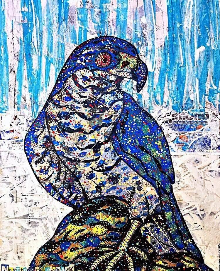 Northern Goshawk Heather Freitas 
