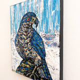 Northern Goshawk Heather Freitas 