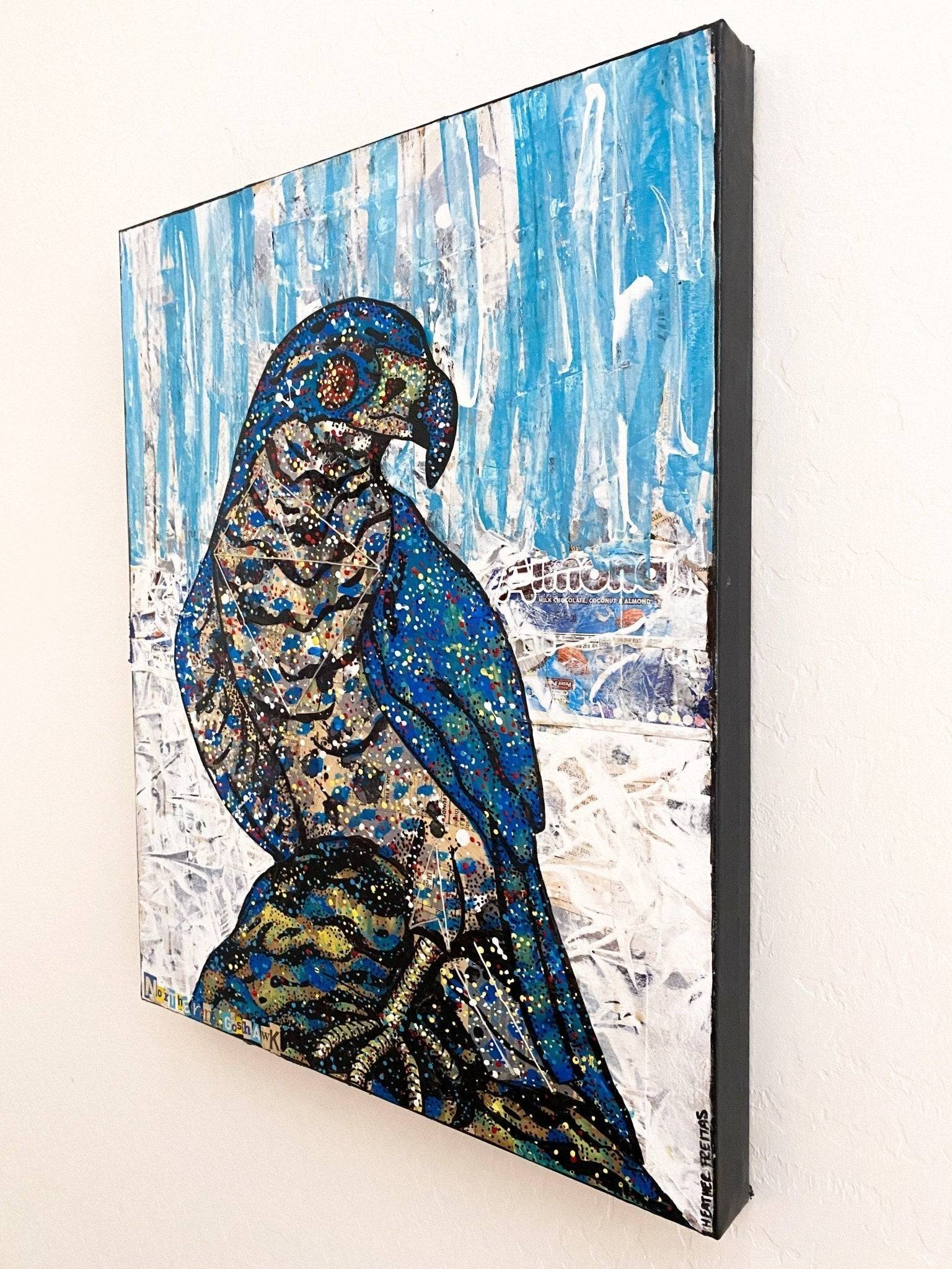 Northern Goshawk Heather Freitas 