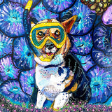 Pet Dental USA - Heather Freitas 