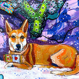 Pet Dental USA - Heather Freitas 