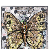 Pseudochazara Cingovskii (CR) Macedonian Grayling - Heather Freitas 