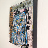 Western Screech Owl Heather Freitas 