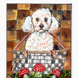 White Toy Poodle - Heather Freitas 